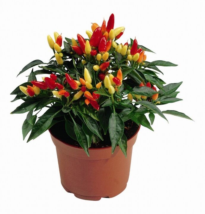 capsicum capsicum in HondroFrost poliartrīta ārstēšanai