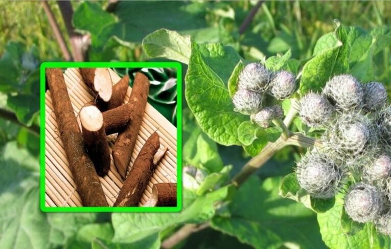 Diždadzis tiek augstu novērtēts ceļa locītavas artrozes ārstēšanā, izmantojot tautas līdzekļus. 